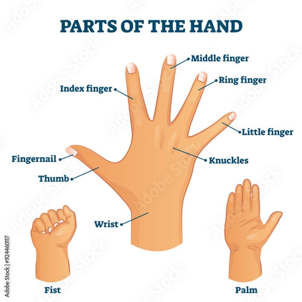 Fototapeta Parts of the hand vocabulary illustration, transparent background. Labeled palm structure with names to arm fingers and phalanges. Thumb, fingernail, index, ring.