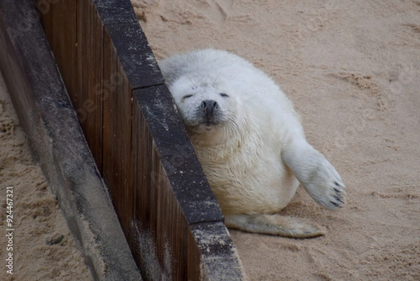 Fototapeta Smiling seal