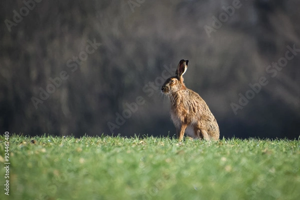 Fototapeta Hare in a field