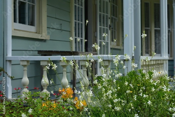 Fototapeta Various mostly field flowers growing in front of porch of vintage wooden villa. Location: Auckland New Zealand
