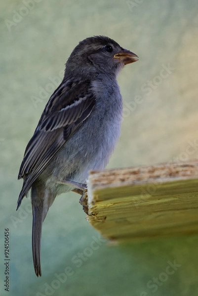 Obraz moineau des villes