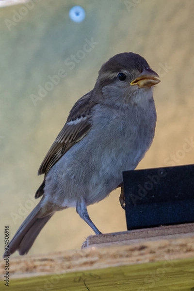 Obraz moineau des villes