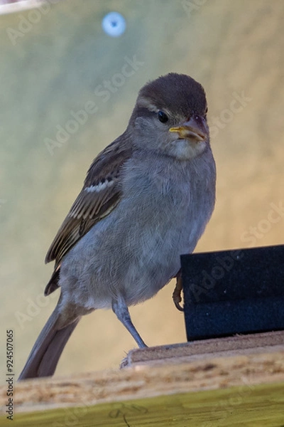 Obraz moineau des villes