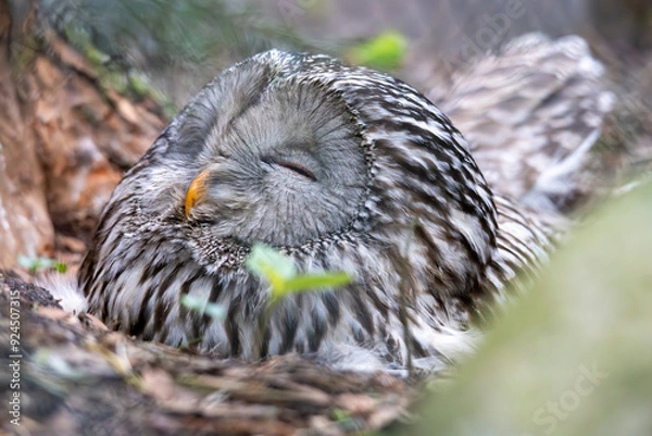 Obraz Eine Eule in ihrem Nest schlafend