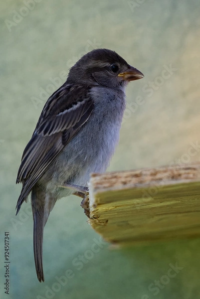 Obraz moineau des villes