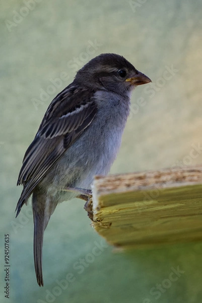 Obraz moineau des villes