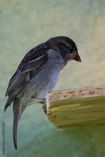 Obraz moineau des villes