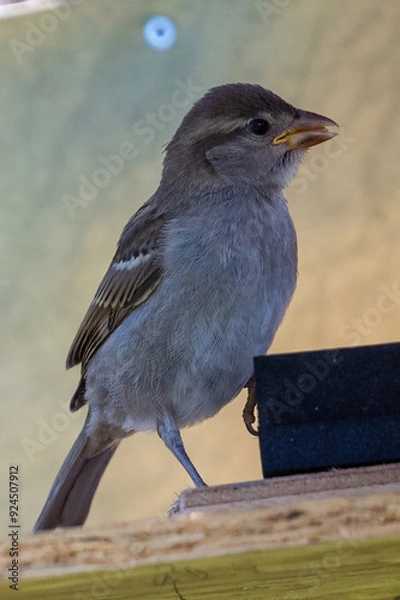 Obraz moineau des villes