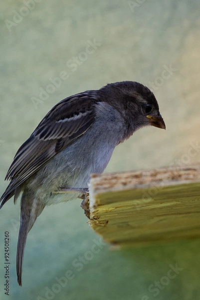 Obraz moineau des villes