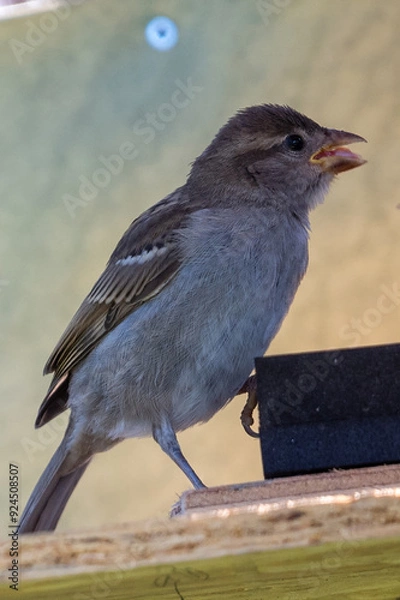 Obraz moineau des villes