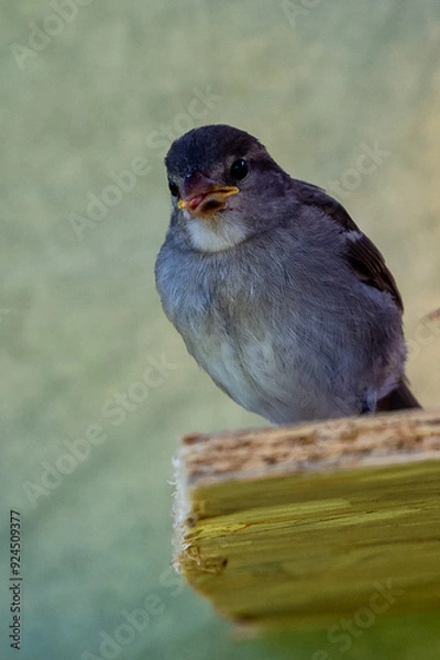 Obraz moineau des villes