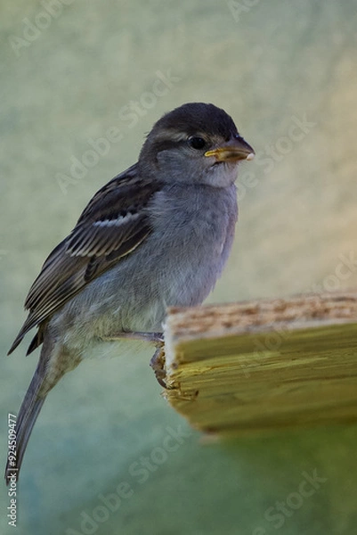 Obraz moineau des villes