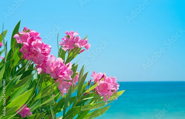 Obraz Oleander flowers and sea