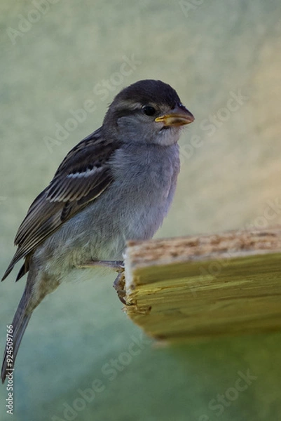 Obraz moineau des villes