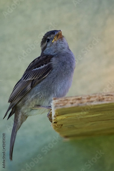 Obraz moineau des villes