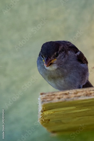 Obraz moineau des villes