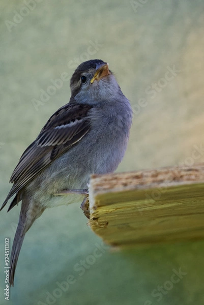 Obraz moineau des villes