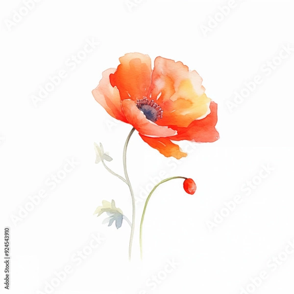 Fototapeta A delicate watercolor illustration of a single red-orange flower with soft, subtle details.