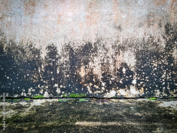 Fototapeta Old concrete wall covered with moss mold.
