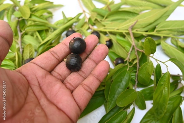 Fototapeta Alangium salvifolium or sage leaved alangium tree fruit. It is is a flowering plant in the Cornaceae family. wildfruit on white background. 