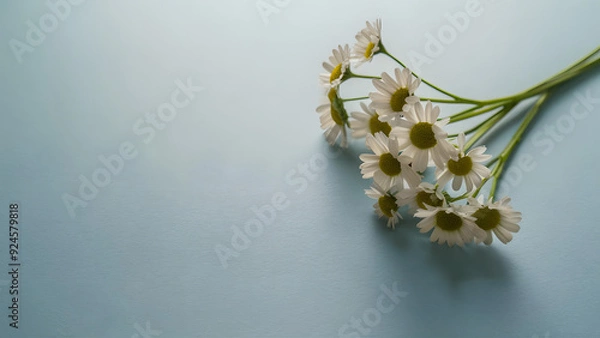 Obraz Daisies on Soft Blue Background