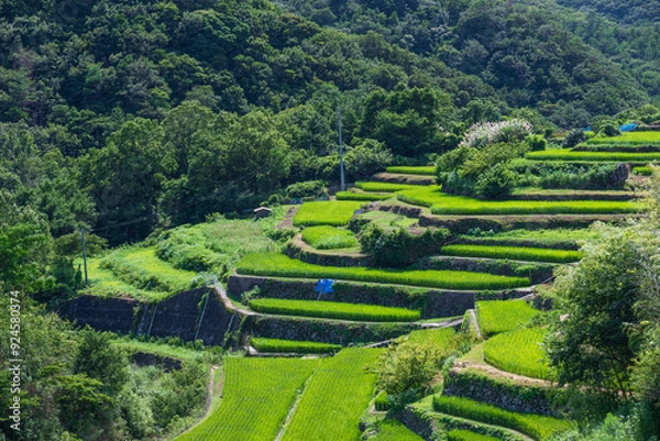 Fototapeta 山あいに棚田が広がる風景