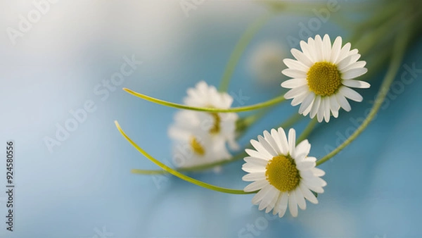 Obraz Daisies on Soft Blue Background