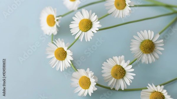 Obraz Daisies on Soft Blue Background