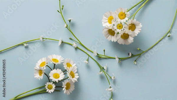 Obraz Daisies on Soft Blue Background