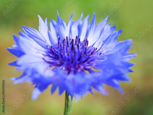 Obraz 青いヤグルマギク（矢車菊・セントーレア）の花