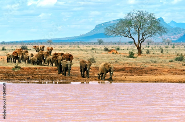 Obraz Elephants Tsavo East