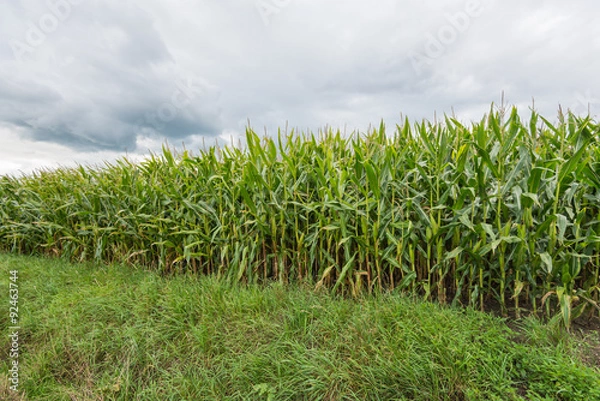 Fototapeta Fodder maize plants from close