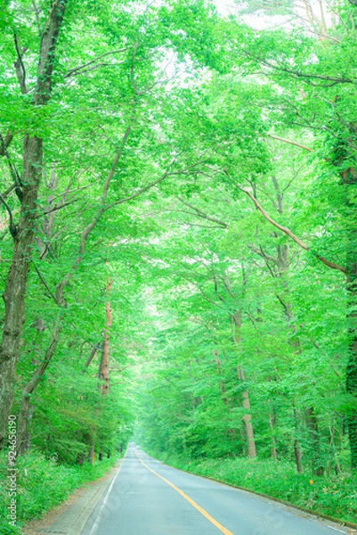 Obraz 那須高原、直線道路、新緑、那須街道