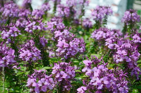 Fototapeta Group of purple and red Cleome hassleriana flowers or Spinnenblume or Cleome spinosa is on a green blurred background. Natural closeup on the pink flower of Cleome hassleriana