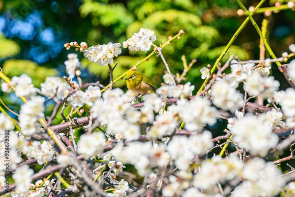 Obraz メジロ、梅、春、