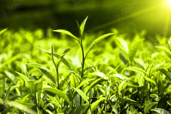 Obraz Fresh tea leaves