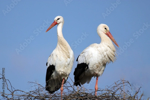 Obraz couple de cigognes