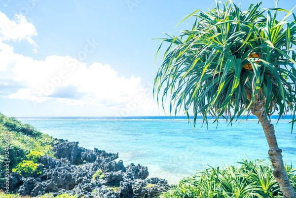 Obraz ヤシの木と海