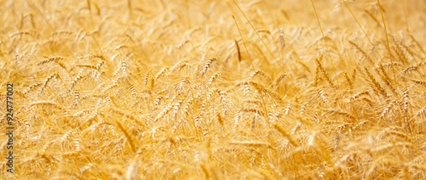 Fototapeta Wheat field on a sunny day. Grain farming, ears of wheat close-up. Agriculture, growing food products.