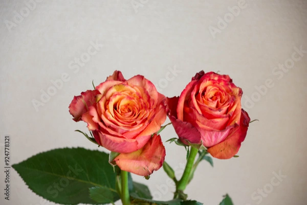 Fototapeta グラデーションカラーのバラ