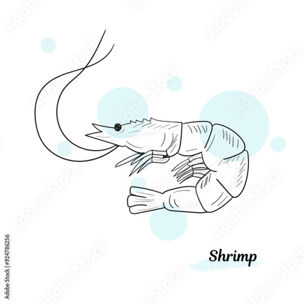 Obraz Large shrimp sketch, hand drawn prawn in engraved graphic style for fish menu restaurants and for packaging, vector