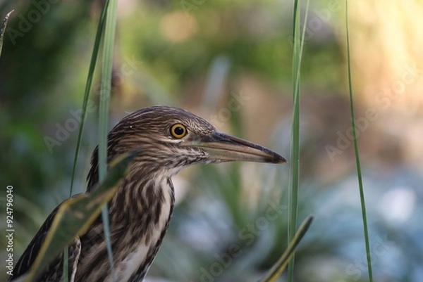Obraz Black Crowned Night Heron Close Up