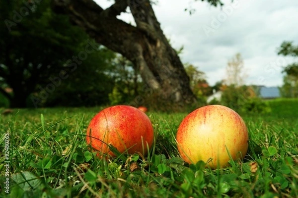 Obraz aepfel vom baum gefallen I