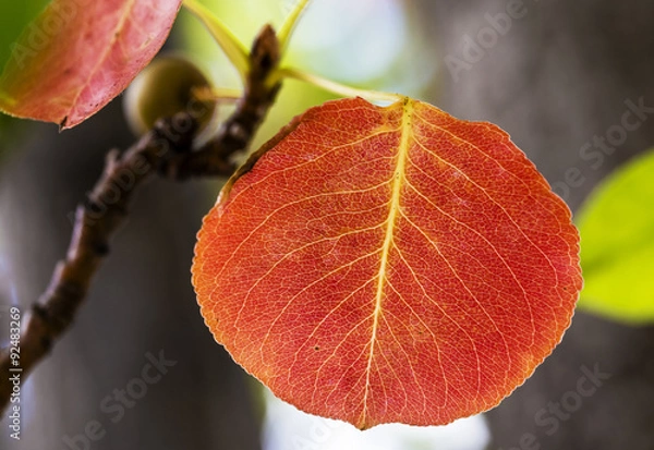 Obraz Beautiful fall colors