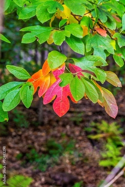 Obraz Beautiful fall colors