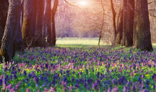 Obraz wild spring flowers in forest