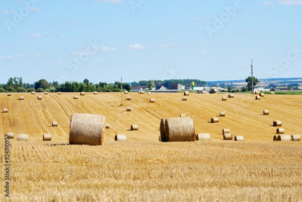 Fototapeta Rural field with stacked hay round  bales. Rural landscape with blue sky background. Golden harvest of wheat. Yellow haystacks on agricultural field. Bale of hay on field