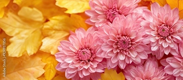 Fototapeta Chrysanthemum flowers in autumn set against yellow leaves Pink floral background for fall. with copy space image. Place for adding text or design