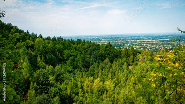 Fototapeta A forest in quarry