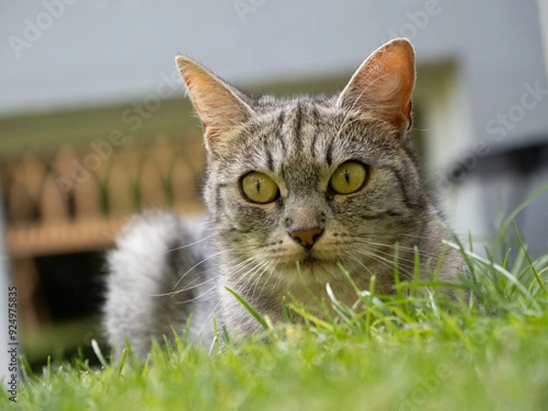 Obraz cat on grass